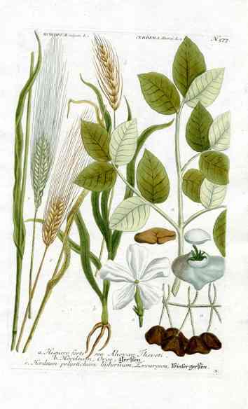 Johann W. Weinmann Phytanthoza Iconographia 1735 Barley