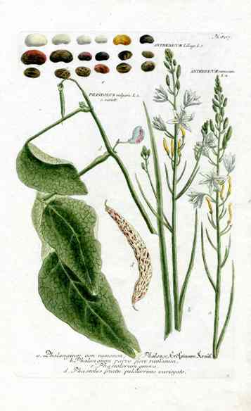 Johann W. Weinmann Phytanthoza Iconographia 1735 Beans