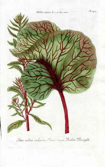 Johann W. Weinmann Phytanthoza Iconographia 1735 Beet