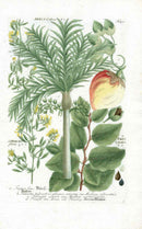 Johann W. Weinmann Phytanthoza Iconographia 1735 Betel Nut Palm - Panteek Antique Prints