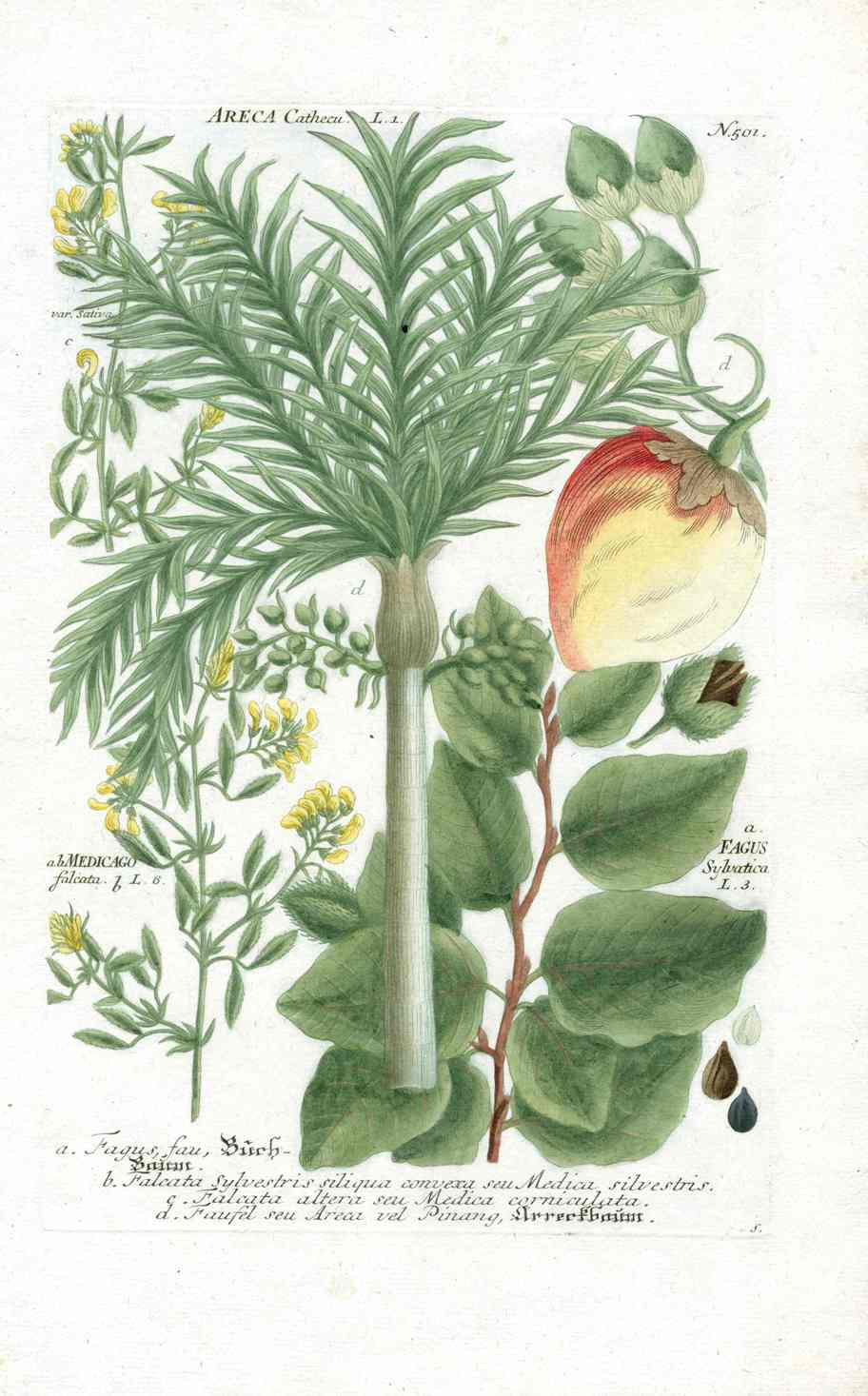 Johann W. Weinmann Phytanthoza Iconographia 1735 Betel Nut Palm