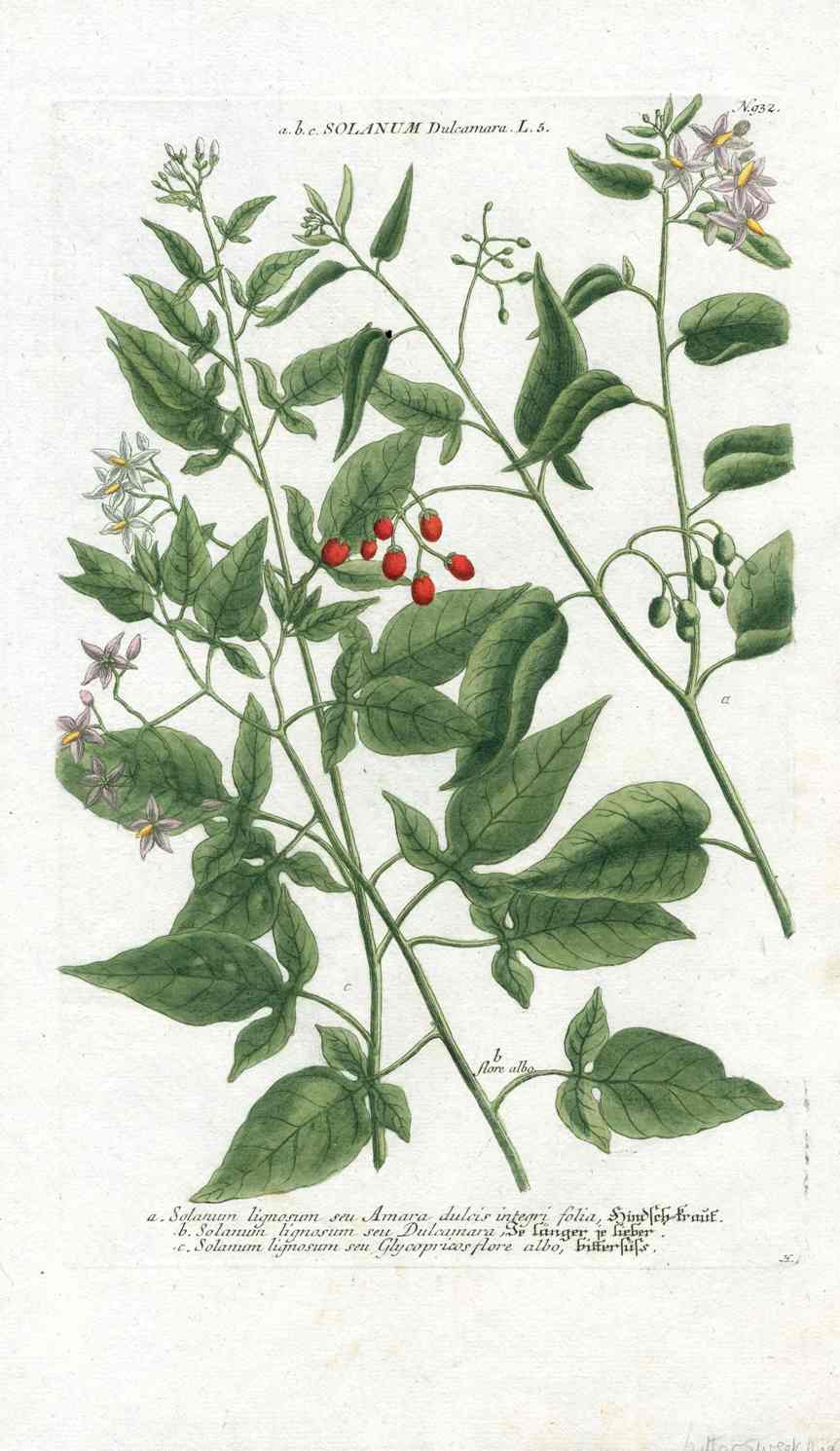 Johann W. Weinmann Phytanthoza Iconographia 1735 Bittesweet Nightshade
