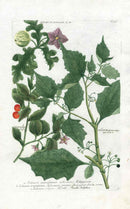 Johann W. Weinmann Phytanthoza Iconographia 1735 Black Nightshade - Panteek Antique Prints