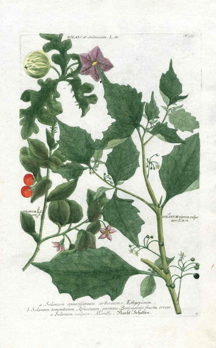 Johann W. Weinmann Phytanthoza Iconographia 1735 Black Nightshade