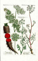 Johann W. Weinmann Phytanthoza Iconographia 1735 Carrot - Panteek Antique Prints