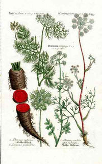 Johann W. Weinmann Phytanthoza Iconographia 1735 Carrot - Panteek Antique Prints