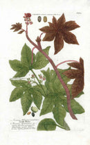 Johann W. Weinmann Phytanthoza Iconographia 1735 Caster Bean - Panteek Antique Prints