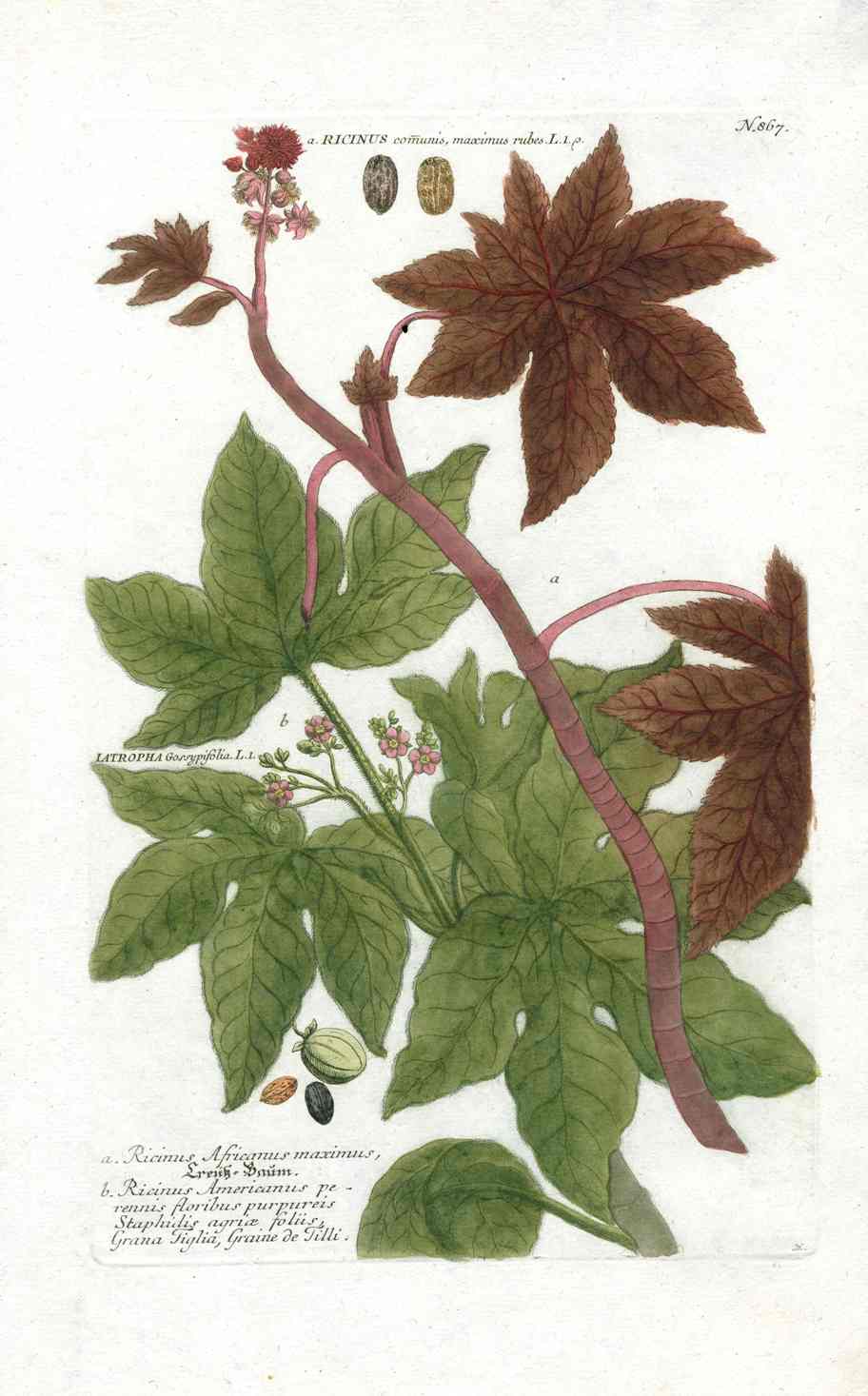 Johann W. Weinmann Phytanthoza Iconographia 1735 Caster Bean