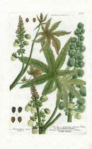 Johann W. Weinmann Phytanthoza Iconographia 1735 Caster Bean Plant - Panteek Antique Prints