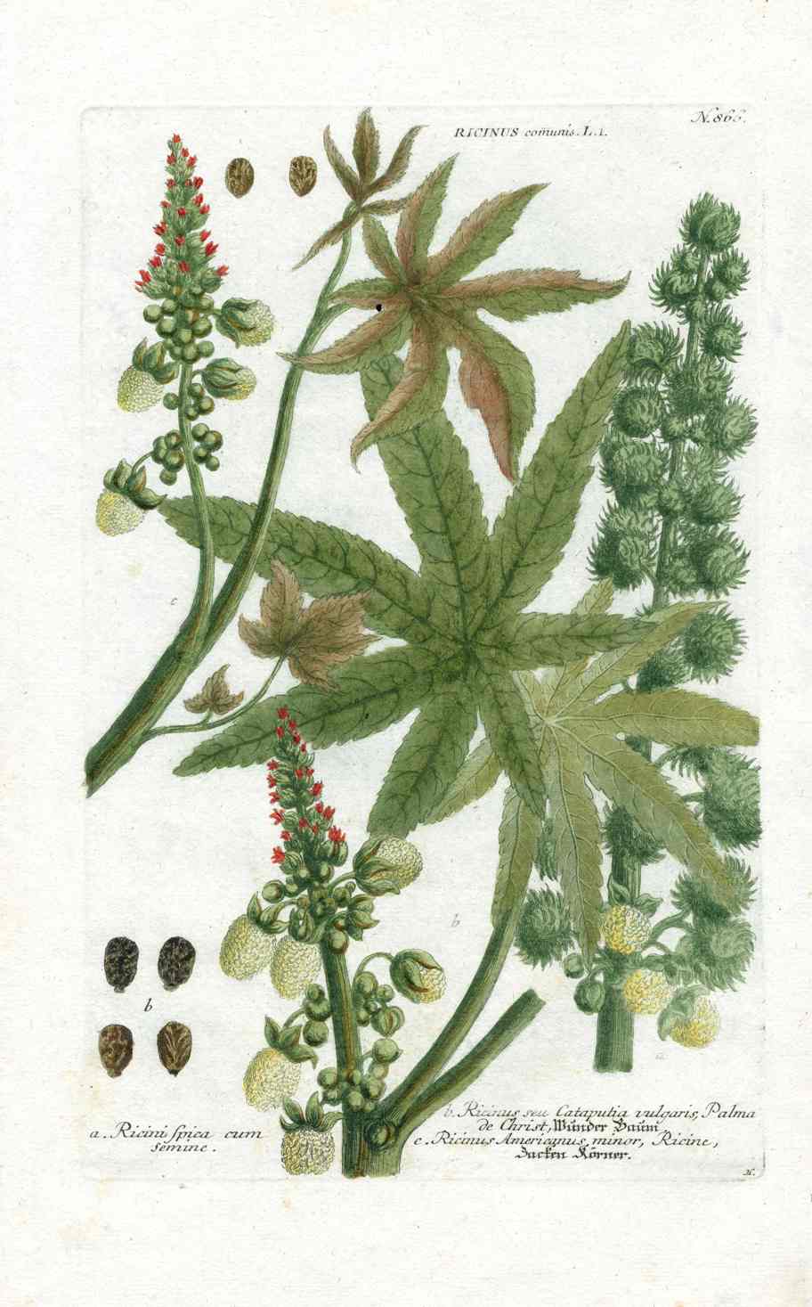 Johann W. Weinmann Phytanthoza Iconographia 1735 Caster Bean Plant