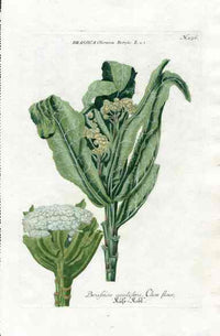 Johann W. Weinmann Phytanthoza Iconographia 1735 Cauliflower - Panteek Antique Prints