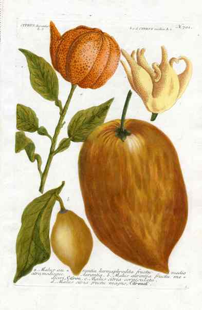 Johann W. Weinmann Phytanthoza Iconographia 1735 Citrus