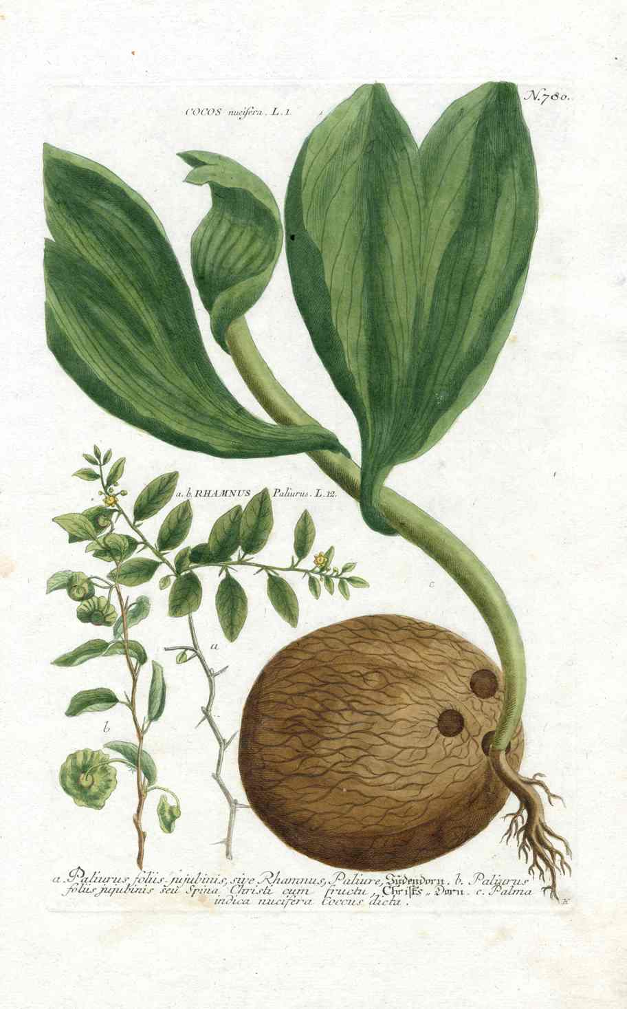 Johann W. Weinmann Phytanthoza Iconographia 1735 Coconut