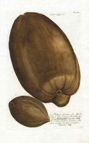 Johann W. Weinmann Phytanthoza Iconographia 1735 Coconuts - Panteek Antique Prints