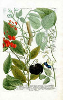 Johann W. Weinmann Phytanthoza Iconographia 1735 Common Bean - Panteek Antique Prints