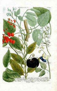Johann W. Weinmann Phytanthoza Iconographia 1735 Common Bean - Panteek Antique Prints