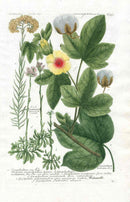 Johann W. Weinmann Phytanthoza Iconographia 1735 Cotton - Panteek Antique Prints