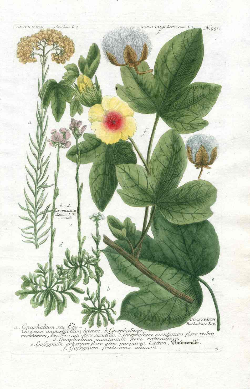 Johann W. Weinmann Phytanthoza Iconographia 1735 Cotton