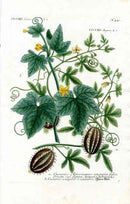 Johann W. Weinmann Phytanthoza Iconographia 1735 Cucumber - Panteek Antique Prints