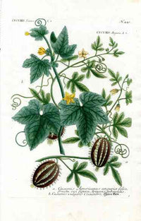 Johann W. Weinmann Phytanthoza Iconographia 1735 Cucumber - Panteek Antique Prints