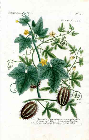 Johann W. Weinmann Phytanthoza Iconographia 1735 Cucumber