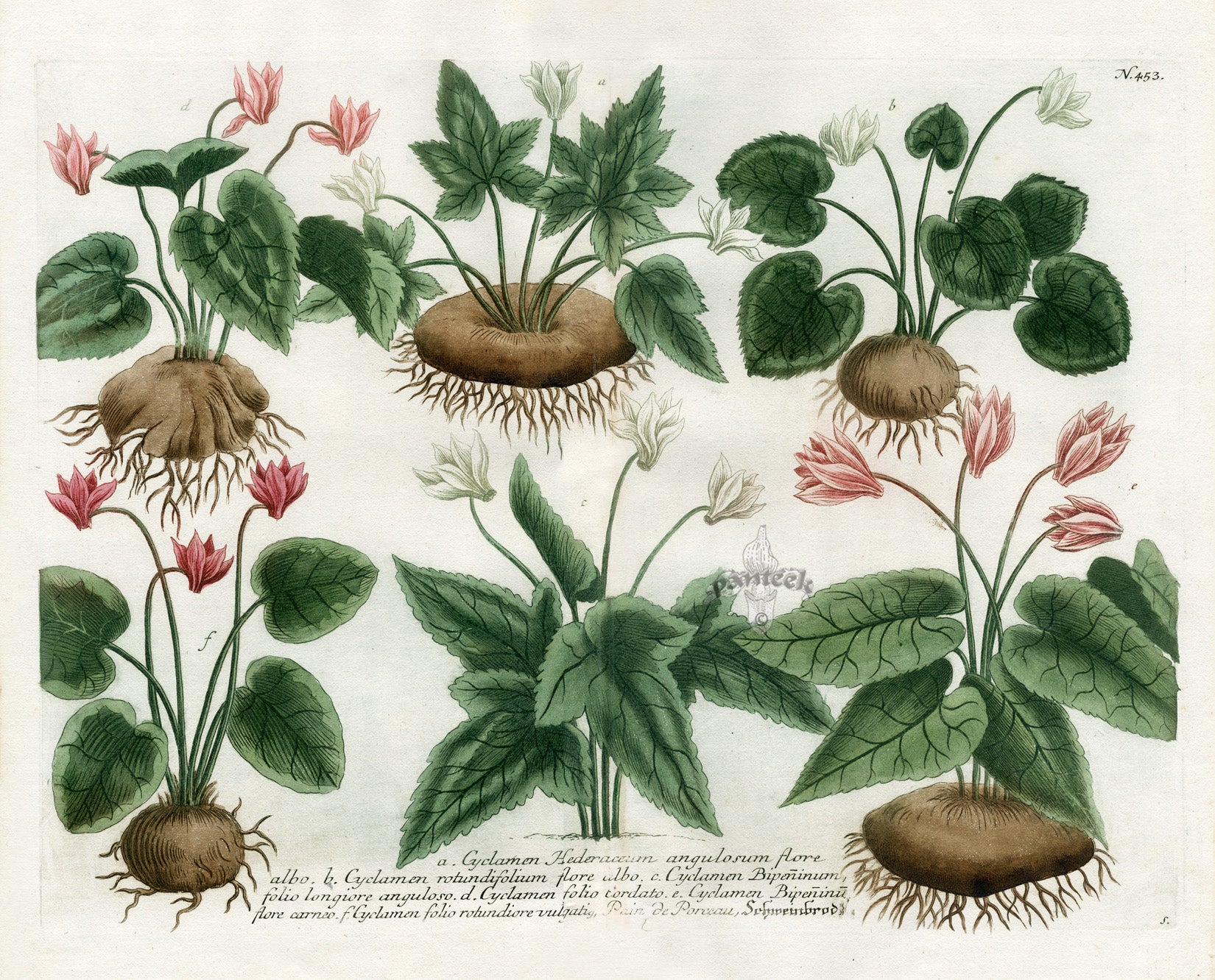 Johann W. Weinmann Phytanthoza Iconographia 1735 Cyclamen