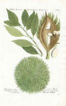Johann W. Weinmann Phytanthoza Iconographia 1735 Durian - Panteek Antique Prints
