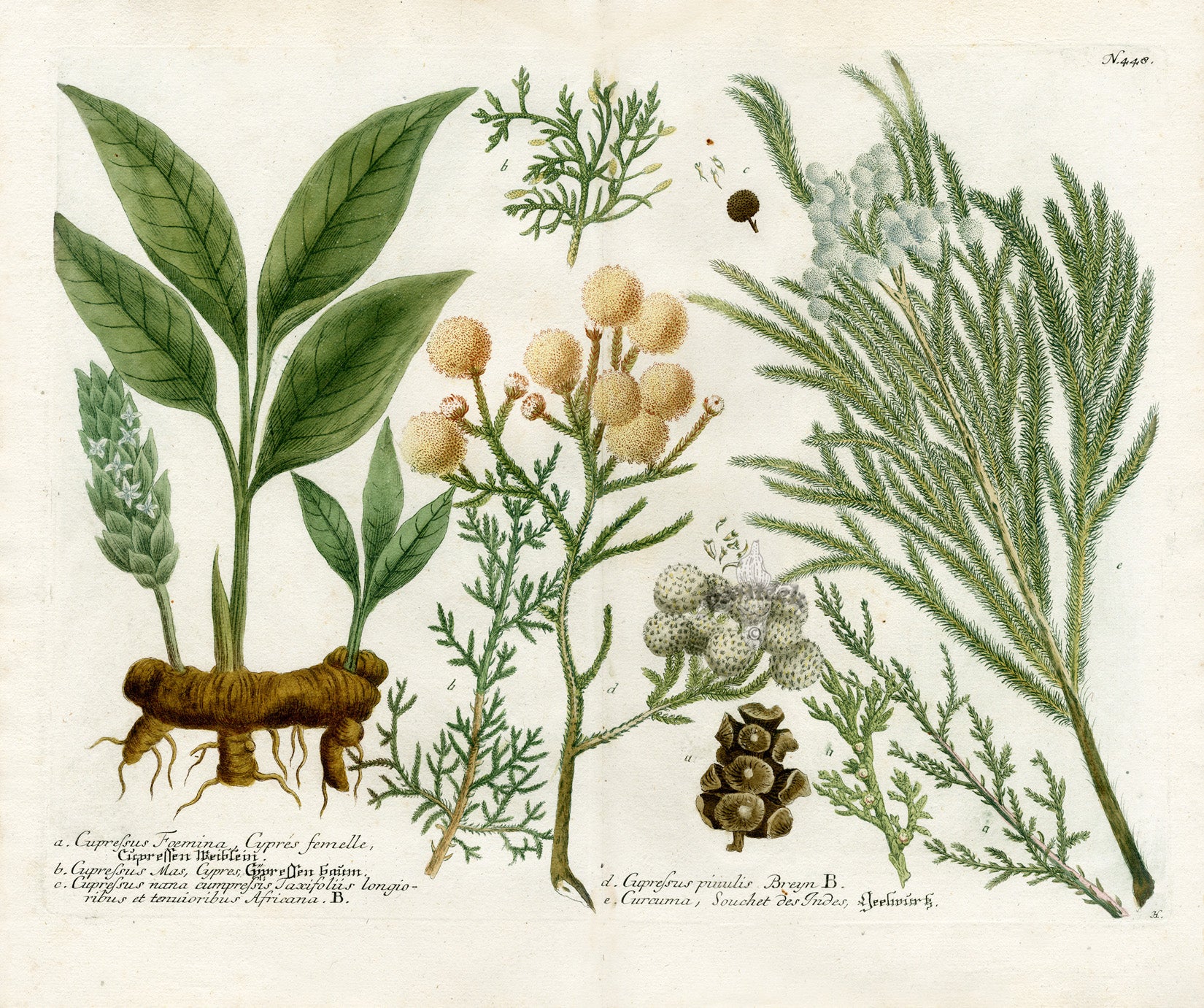 Johann W. Weinmann Phytanthoza Iconographia 1735 Evergreen Conifer