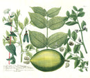 Johann W. Weinmann Phytanthoza Iconographia 1735 Fava Bean - Panteek Antique Prints