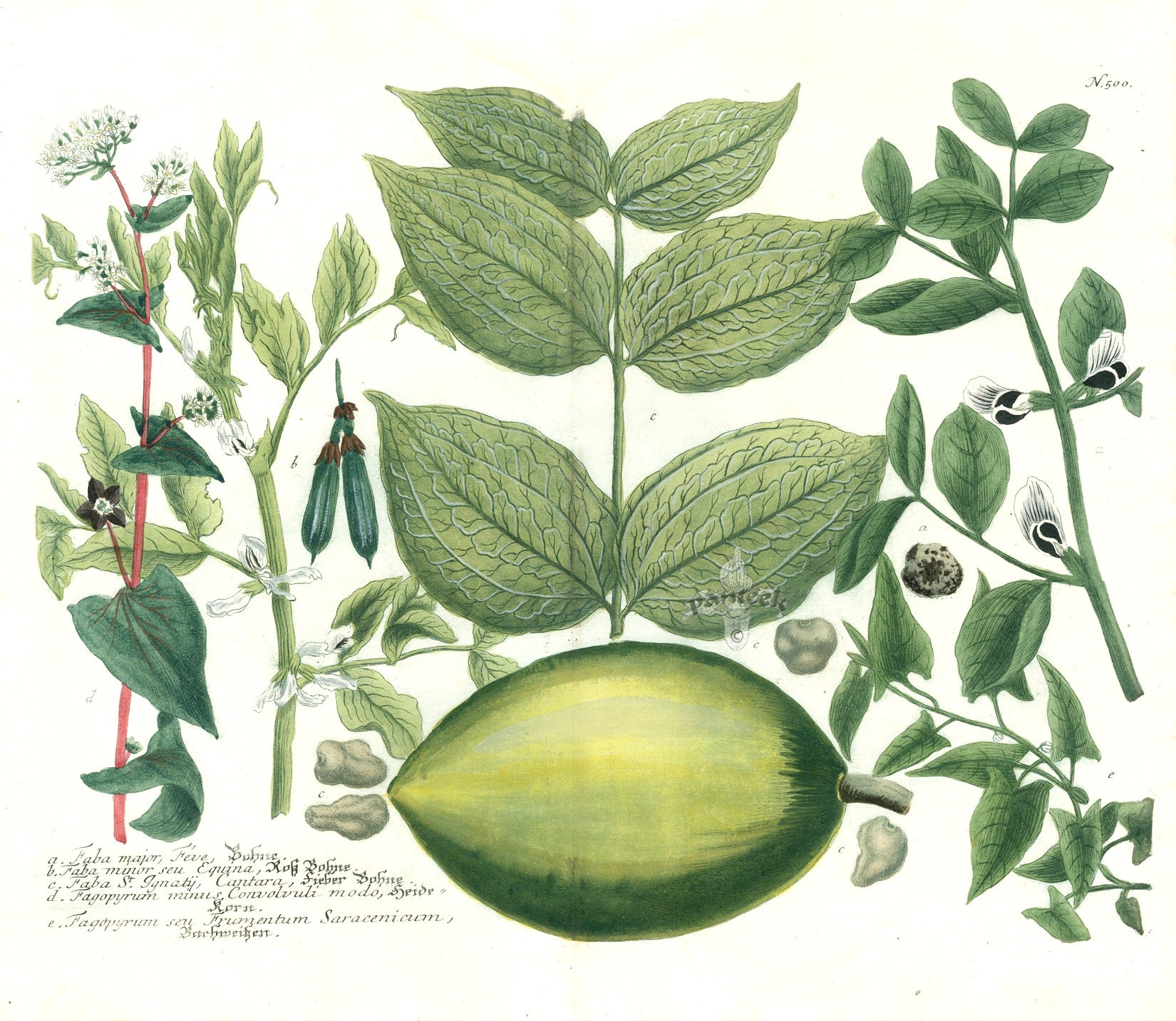 Johann W. Weinmann Phytanthoza Iconographia 1735 Fava Bean