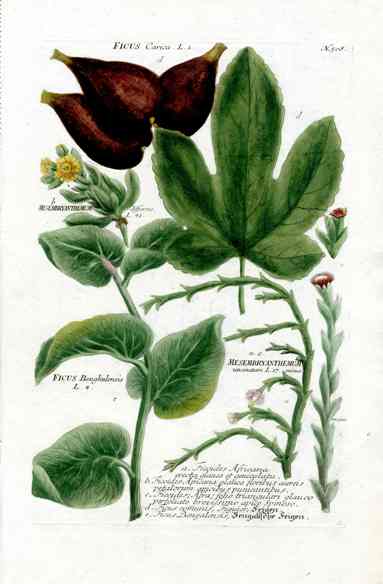 Johann W. Weinmann Phytanthoza Iconographia 1735 Fig