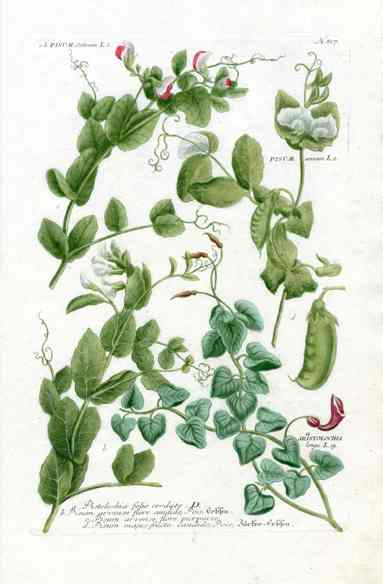 Johann W. Weinmann Phytanthoza Iconographia 1735 Garden Pea