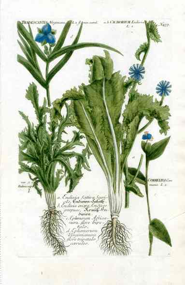 Johann W. Weinmann Phytanthoza Iconographia 1735 Garden Salad