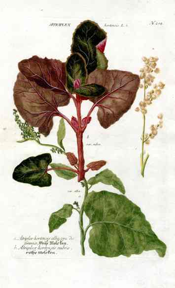 Johann W. Weinmann Phytanthoza Iconographia 1735 Garden Spinach