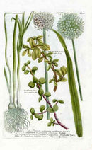 Johann W. Weinmann Phytanthoza Iconographia 1735 Garlic - Panteek Antique Prints