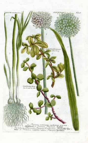 Johann W. Weinmann Phytanthoza Iconographia 1735 Garlic