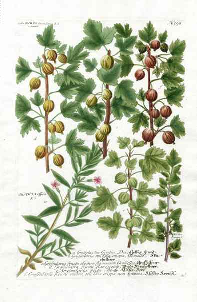 Johann W. Weinmann Phytanthoza Iconographia 1735 Gooseberry