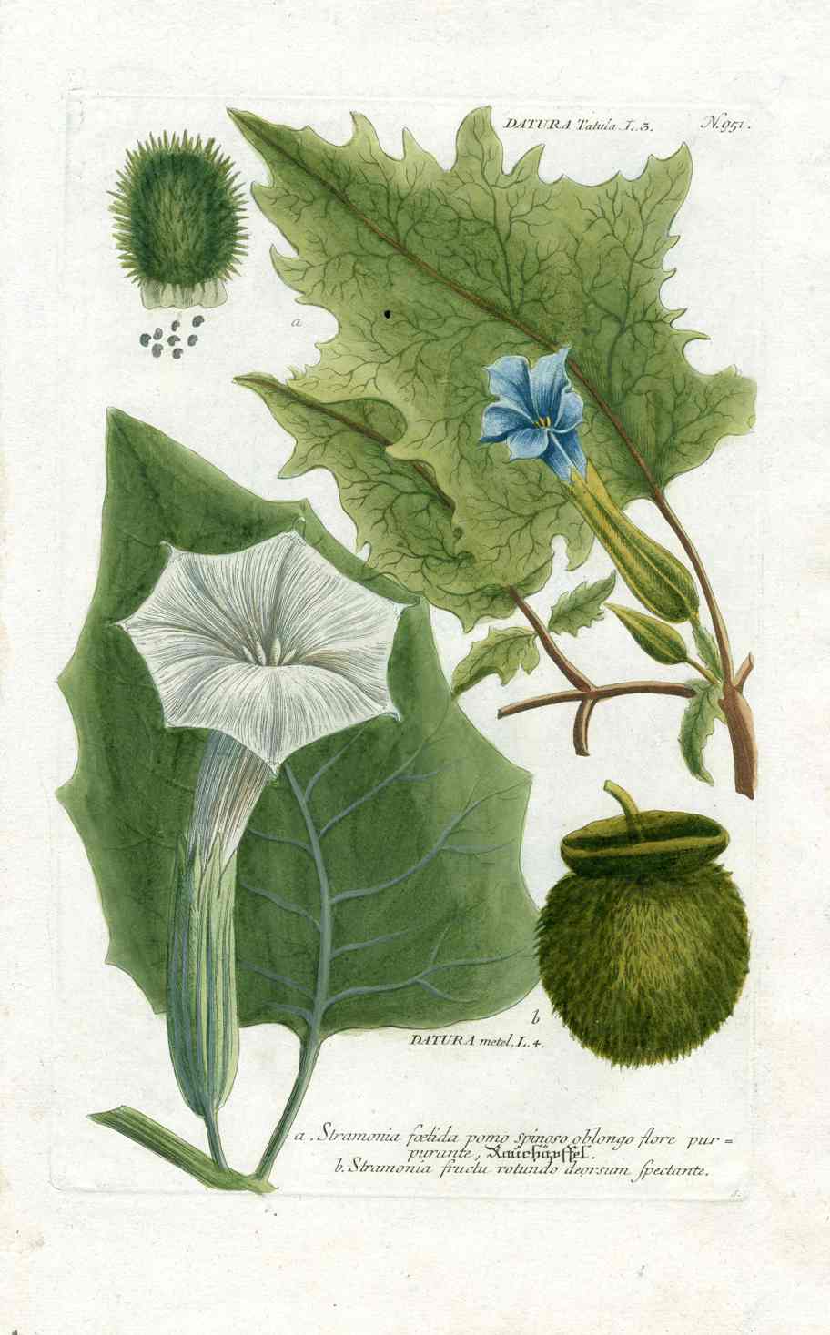 Johann W. Weinmann Phytanthoza Iconographia 1735 Jimsonweed