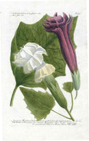 Johann W. Weinmann Phytanthoza Iconographia 1735 Jimsonweed Fustuosa - Panteek Antique Prints