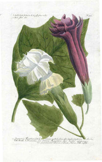 Johann W. Weinmann Phytanthoza Iconographia 1735 Jimsonweed Fustuosa - Panteek Antique Prints