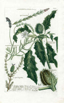 Johann W. Weinmann Phytanthoza Iconographia 1735 Lavender, Jimsonweed - Panteek Antique Prints
