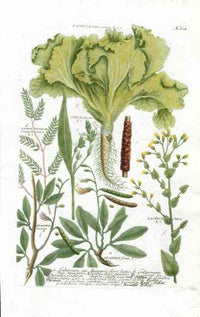 Johann W. Weinmann Phytanthoza Iconographia 1735 Lettuce - Panteek Antique Prints