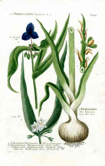 Johann W. Weinmann Phytanthoza Iconographia 1735 Lily