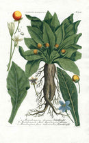 Johann W. Weinmann Phytanthoza Iconographia 1735 Mandrake - Panteek Antique Prints