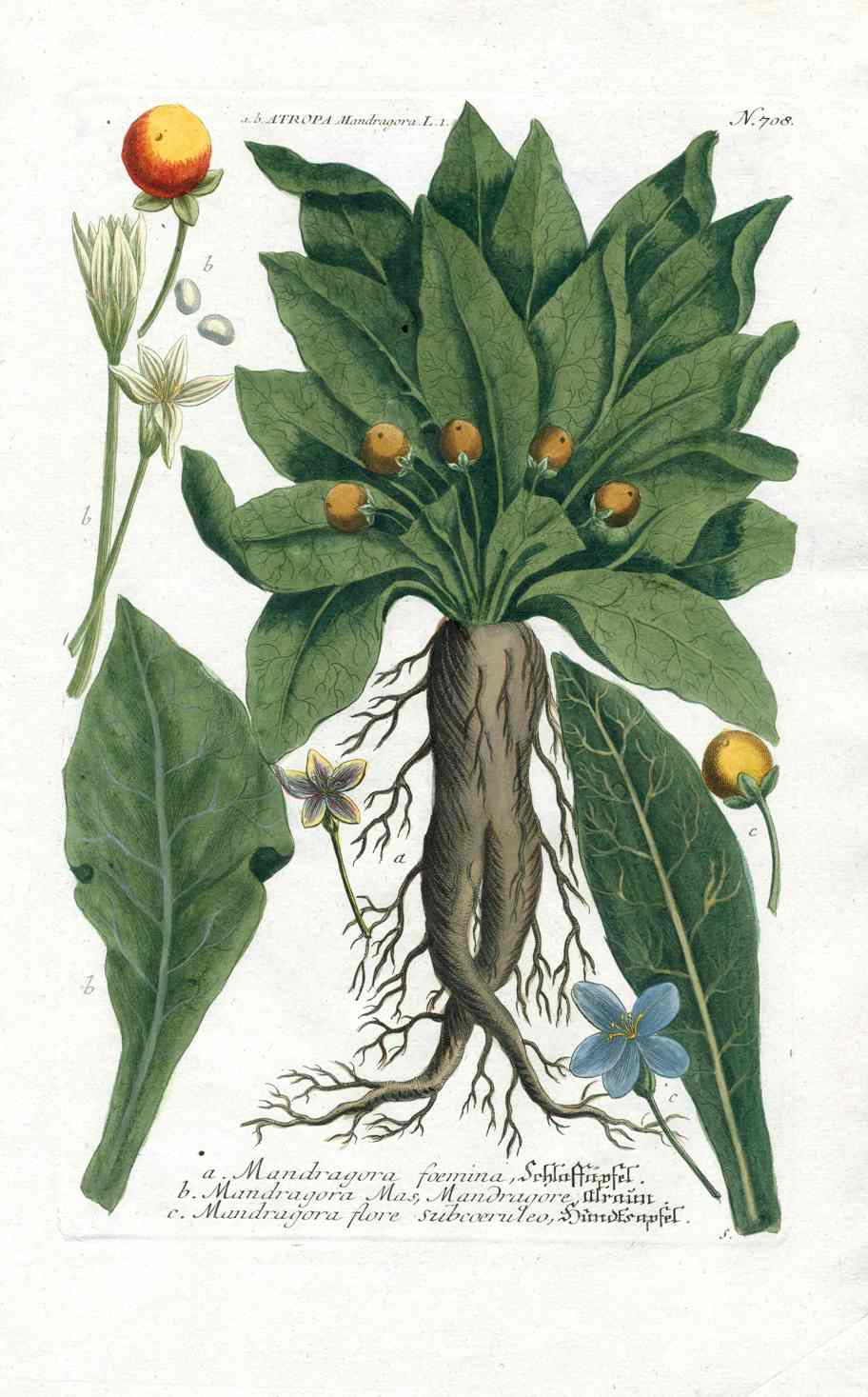 Johann W. Weinmann Phytanthoza Iconographia 1735 Mandrake