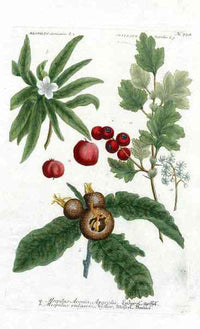 Johann W. Weinmann Phytanthoza Iconographia 1735 Medlar - Panteek Antique Prints