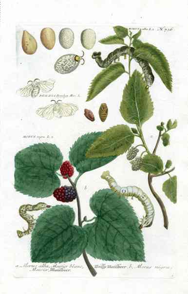 Johann W. Weinmann Phytanthoza Iconographia 1735 Mulberry