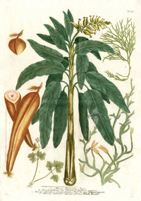 Johann W. Weinmann Phytanthoza Iconographia 1735 Musa, Banana, Pican - Panteek Antique Prints