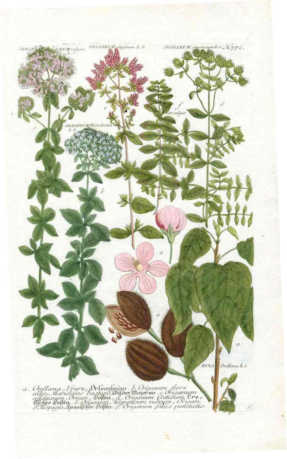 Johann W. Weinmann Phytanthoza Iconographia 1735 Oregano, Anatto
