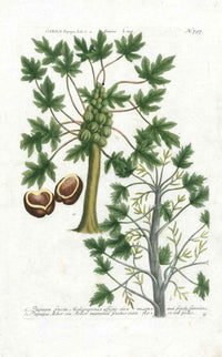 Johann W. Weinmann Phytanthoza Iconographia 1735 Papaya - Panteek Antique Prints